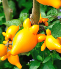 Solanum mammosum - Solanum mammosum - semena solana - 15 ks