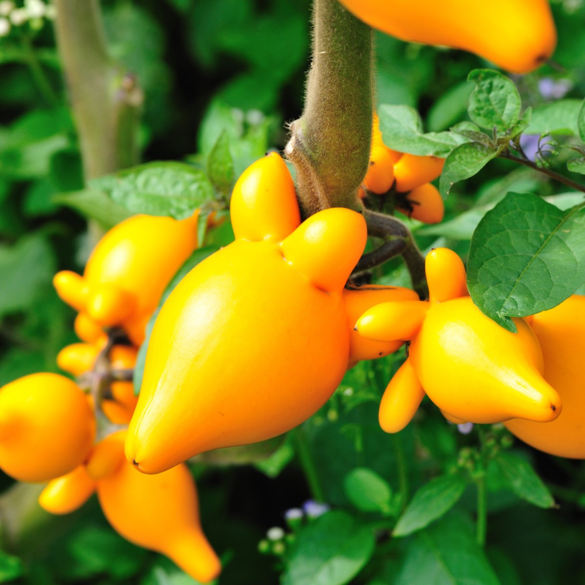 Solanum mammosum - Solanum mammosum - semena solana - 15 ks