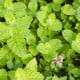 Máta jablečná - Mentha rotundifolia - semena máty - 50 ks