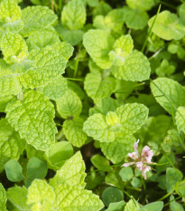 Máta jablečná - Mentha rotundifolia - semena máty - 50 ks