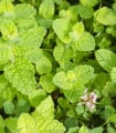 Máta jablečná - Mentha rotundifolia - semena máty - 50 ks