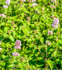 Máta vodní - Mentha aquatica - semena máty - 30 ks