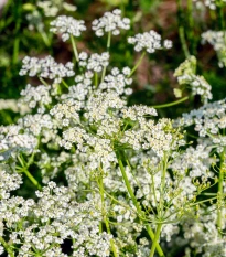 Kmín římský - Cuminum cyminum - semena kmínu - 40 ks