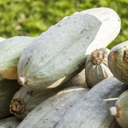 Tykev Blue Banana - Cucurbita maxima - semena tykve - 5 ks