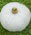Tykev Crown Prince F1 - Cucurbita maxima - semena tykve - 5 ks