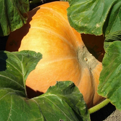 Dýně Big Max - Cucurbita pepo - semena - 4 ks