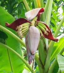 Banánovník Sikkism - Musa sikkimensis - semena banánovníku - 3 ks