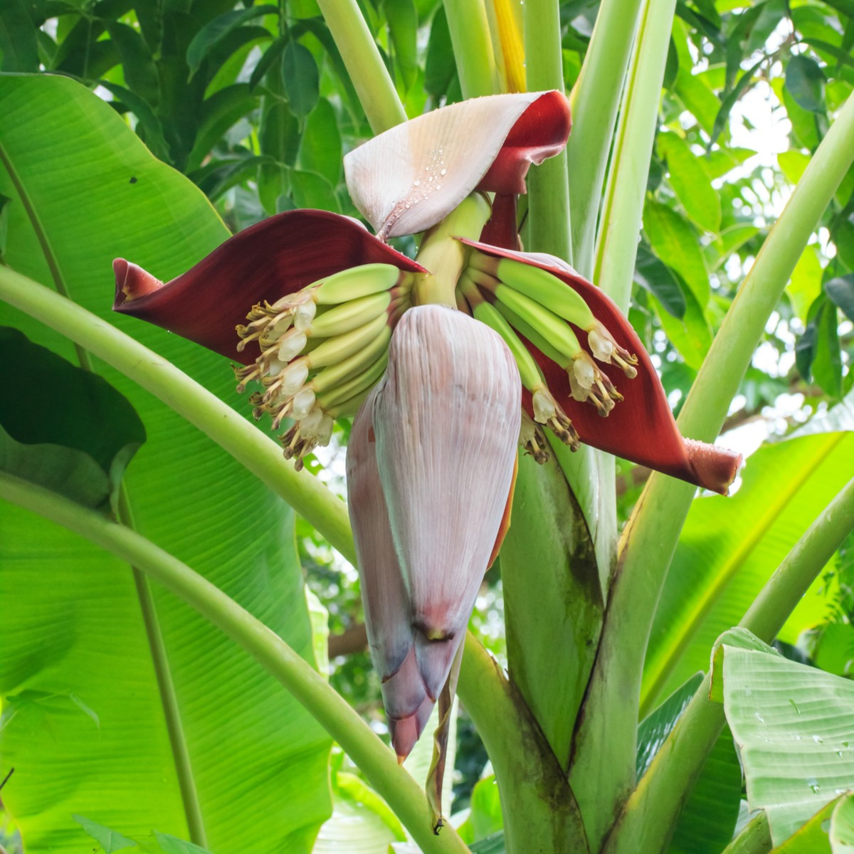 Banánovník Sikkism - Musa sikkimensis - semena banánovníku - 3 ks