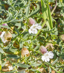 silenka nadmut prav - Silene vulgaris subsp. vulgaris