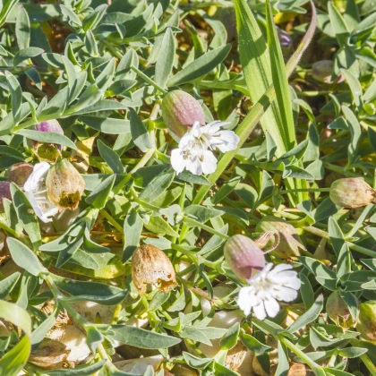 Silenka nadmutá Stridolo - Silene inflata - semena silenky - 380 ks