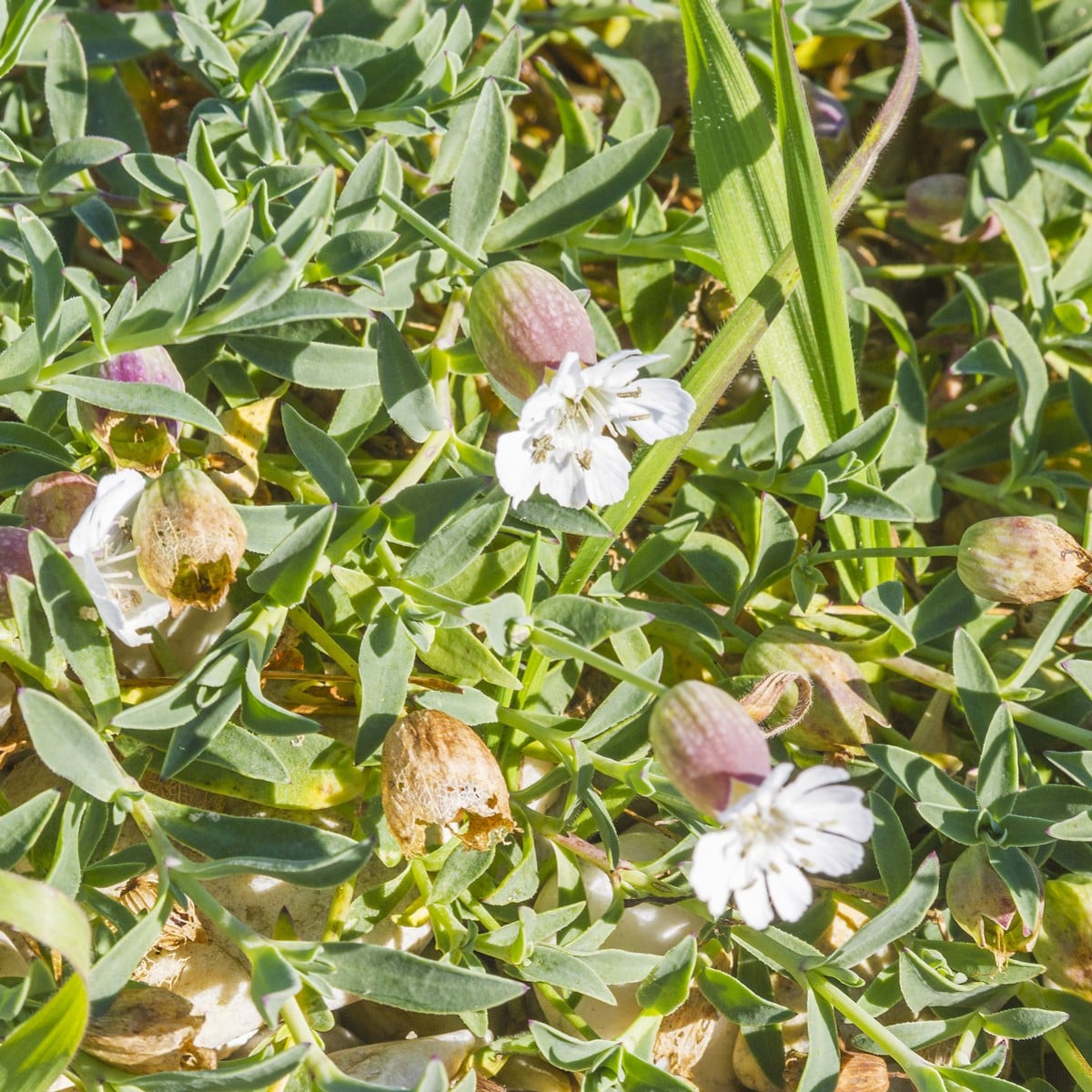 Silenka nadmutá Stridolo - Silene inflata - semena silenky - 380 ks