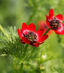 Hlaváček letní - Adonis aestivalis - semena hlaváčku - 80 ks