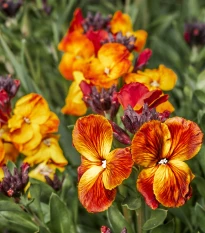 Chejr vonný Sugar Rush F1 Mix - Cheiranthus cheiri - semena chejru - 20 ks