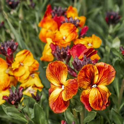 Chejr vonný Sugar Rush F1 Mix - Cheiranthus cheiri - semena chejru - 20 ks