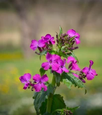 Měsíčnice dvouletá fialová - Lunaria biennis - semena měsíčnice - 50 ks