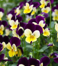 Violka rohatá směs Bambini - Viola cornuta - semena - 0,2 gr
