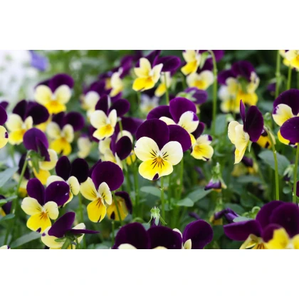 Violka rohatá směs Bambini - Viola cornuta - semena - 0,2 gr