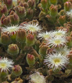 Kosmatec krystalový - Mesembryanthemum crystallinum - semena kosmatce - 300 ks
