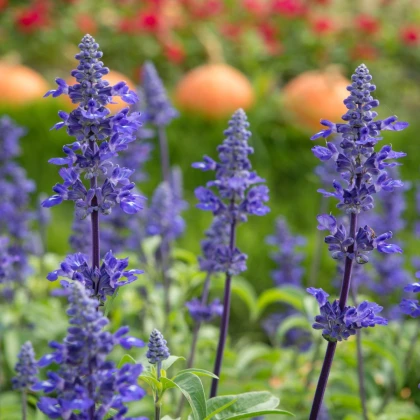 Šalvěj pomoučená modrá - Salvia farinacea - semena šalvěje - 30 ks