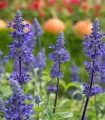 Šalvěj pomoučená modrá - Salvia farinacea - semena šalvěje - 30 ks