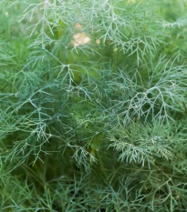 Kopr vonný Hanák - Anethum graveolens - semena kopru - 500 ks