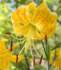 Lilie Citronella - cibuloviny lilií - 1 ks