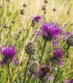 Chrpa čekánek - Centaurea scabiosa - semena chrpy - 50 ks