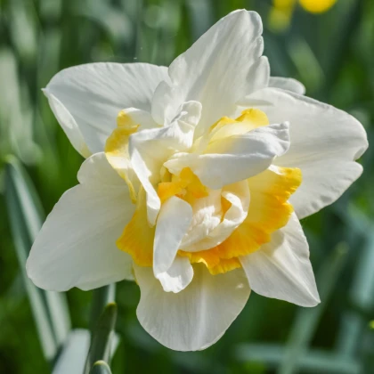 Narcis White Lion - Narcissus - cibule narcisu - 3 ks