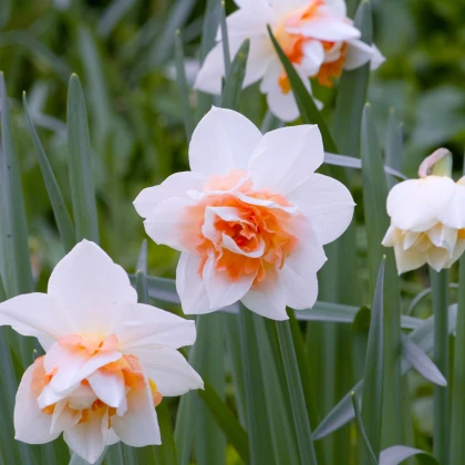 Narcis Replete - Narcissus - cibule narcisu - 3 ks