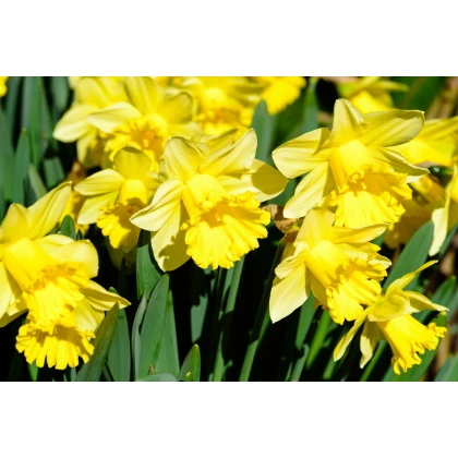 Narcis Goblet - Narcissus L. - cibuloviny - 3 ks