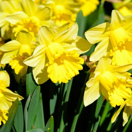 Narcis Goblet - Narcissus L. - cibuloviny - 3 ks