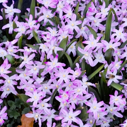 Ladonička růžová - Chionodoxa giant - cibuloviny - 5 Ks