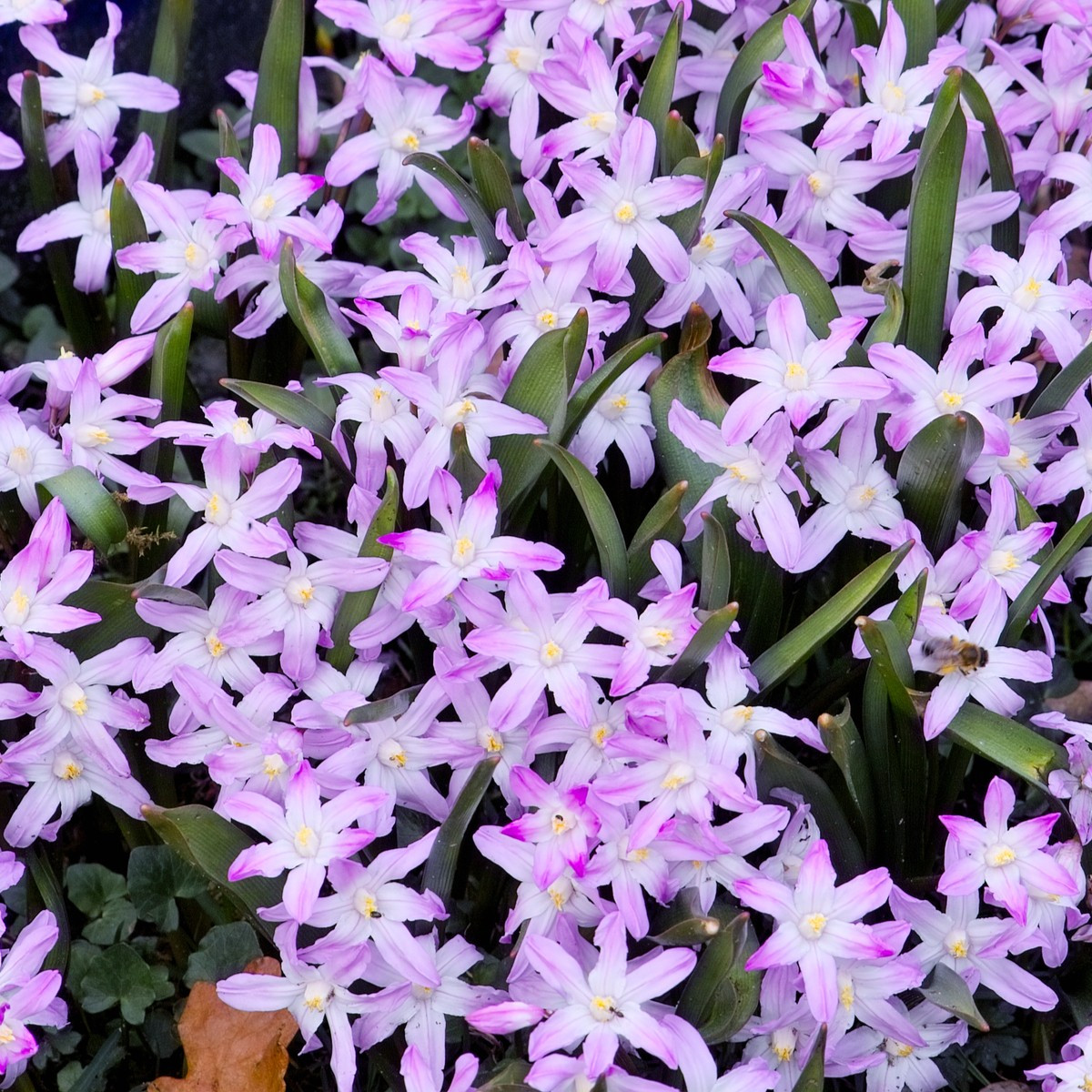 Ladonička růžová - Chionodoxa giant - cibuloviny - 5 Ks