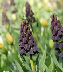 Řebčík perský - Fritillaria Persica - cibulky - 1 ks