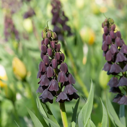 Řebčík perský - Fritillaria Persica - cibulky - 1 ks