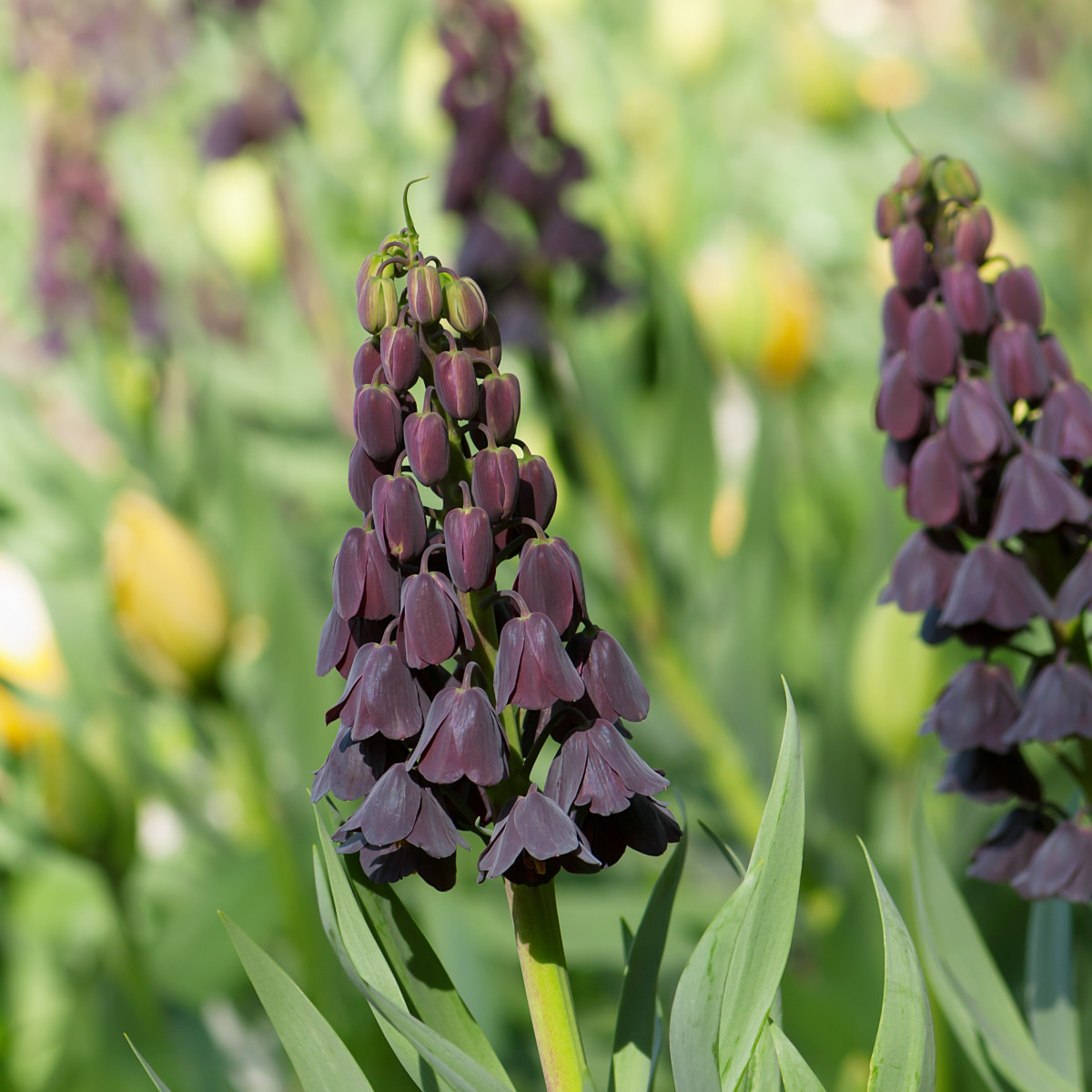 Řebčík perský - Fritillaria Persica - cibulky - 1 ks