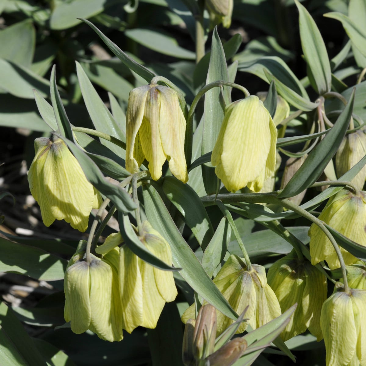 Řebčík pontica - Fritillaria pontica - cibuloviny - 3 ks