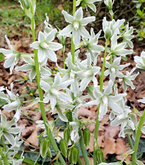 Snědek nicí - Ornithogalum nutans - cibule snědku - 3 ks