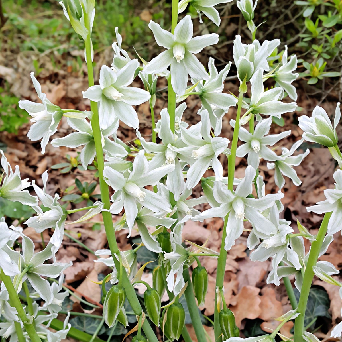 Snědek nicí - Ornithogalum nutans - cibule snědku - 3 ks