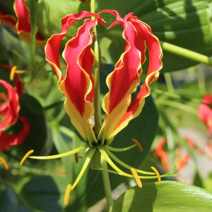 Glorióza Popínavá - Gloriosa rotschildana - cibuloviny - 1 ks