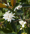 Kávovník robusta - Coffea canephora - semena - 5 ks