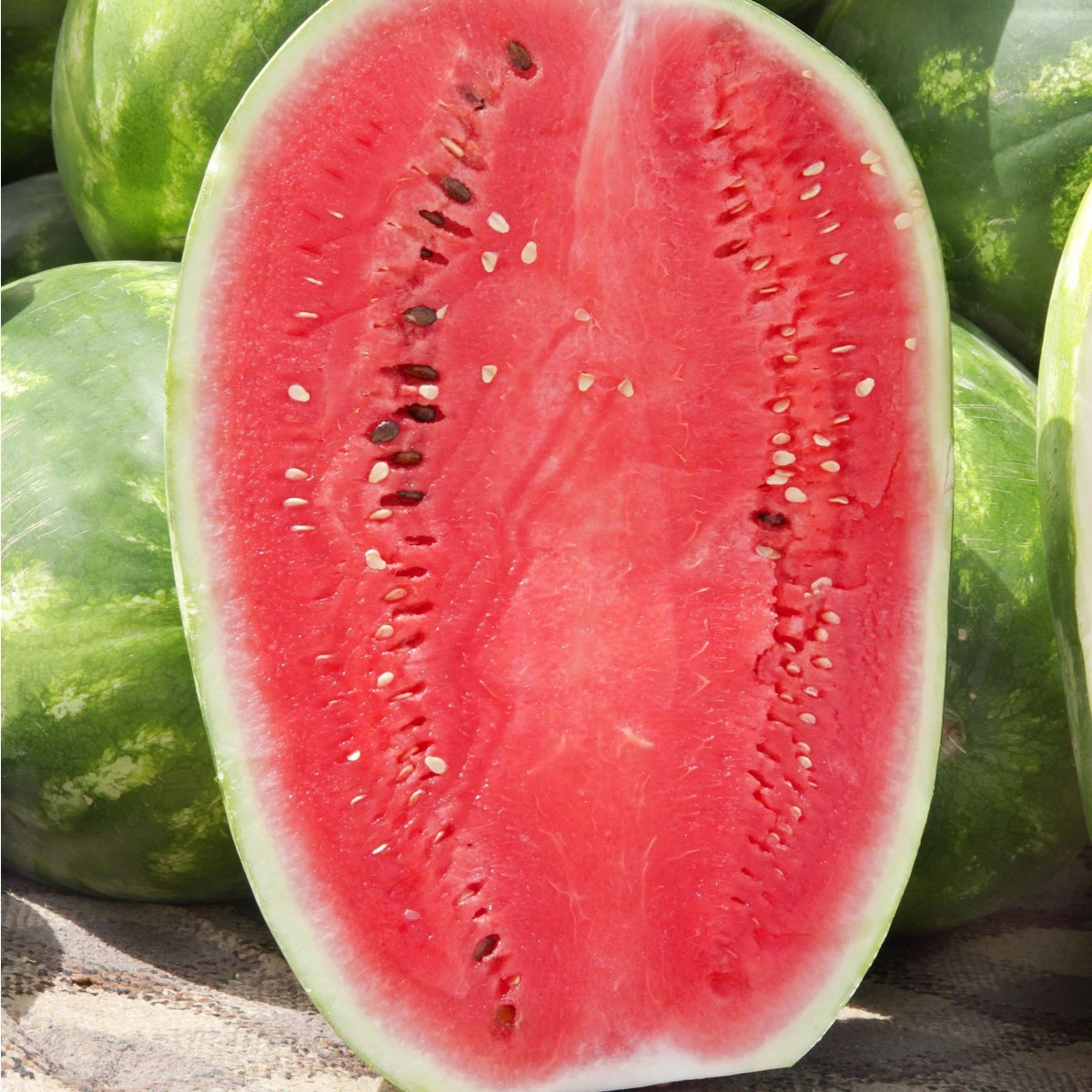 Meloun vodní Lajko F1 - Citrullus lanatus - semena melounu - 5 ks