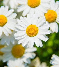 Kopretina balkónová bílá - Chrysanthemum paludosum - semena kopretiny - 250 ks