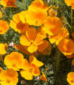 Sluncovka kalifornská oranžová - Eschscholzia californica - semena sluncovky - 200 ks
