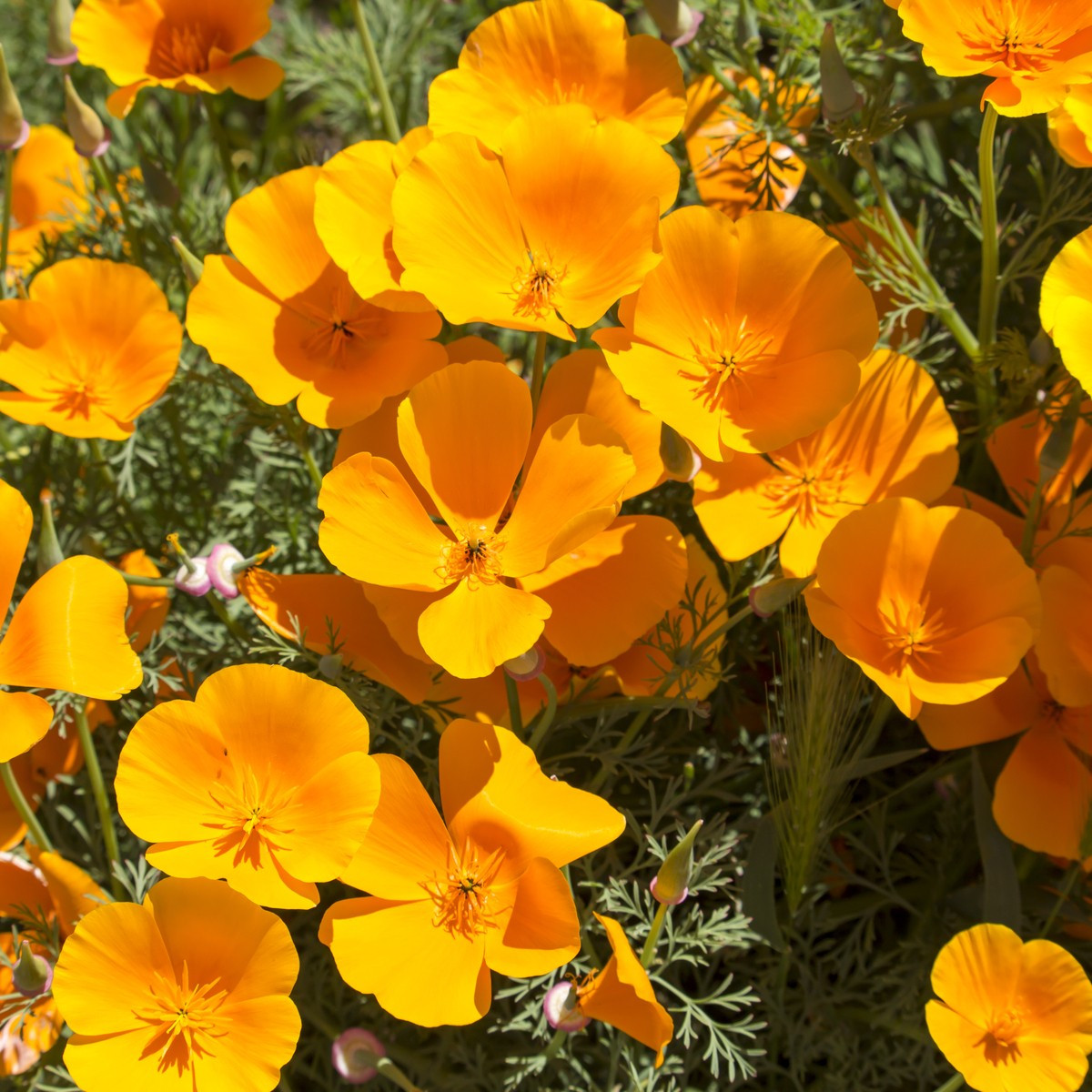 Sluncovka kalifornská oranžová - Eschscholzia californica - semena sluncovky - 200 ks