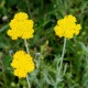 Řebříček tužebníkový žlutý Parkers - Achillea filipendulina - semena řebříčku - 900 ks