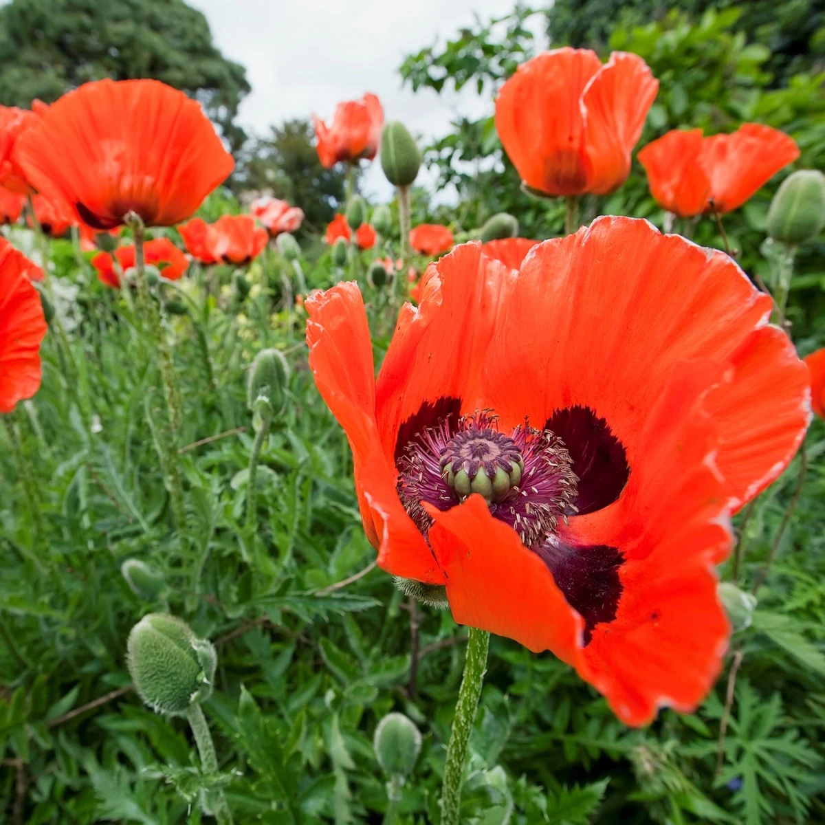 Mák východní Scharlach - Papaver orientale - semena máku - 400 ks