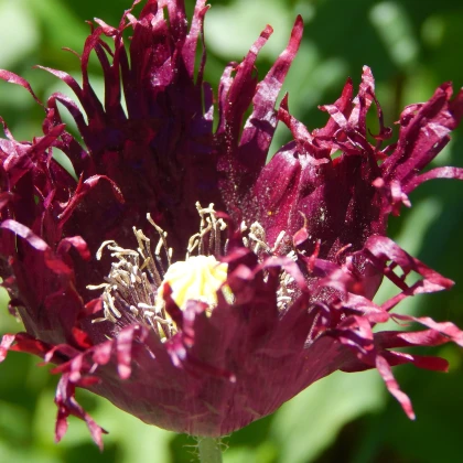 Mák setý černý - Papaver paeoniflorum - semena - 0,1 g