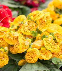 Pantoflíček celolistý - Calceolaria integrifolia - semena pantoflíčku - 5 ks