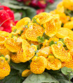 Pantoflíček celolistý - Calceolaria integrifolia - semena pantoflíčku - 5 ks